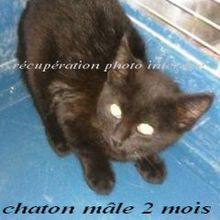 Chaton mâle 2 mois noir trouvé sur Rouans 44640