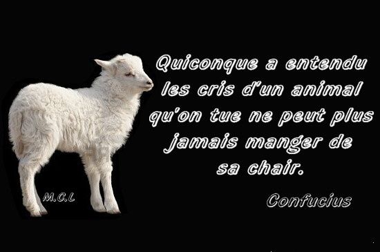 Album Citations Proverbes Maltraitance Animale