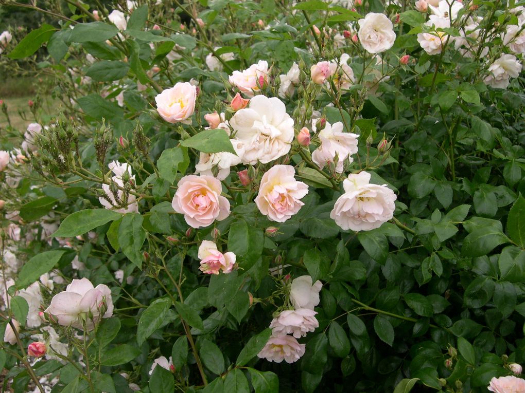 photos de mon jardin d'antan