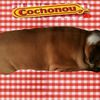 Cochonou