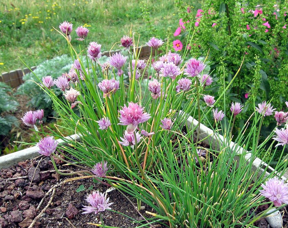 Fleurs et plantes diverses