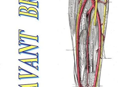 anatomie humaine : avant bras