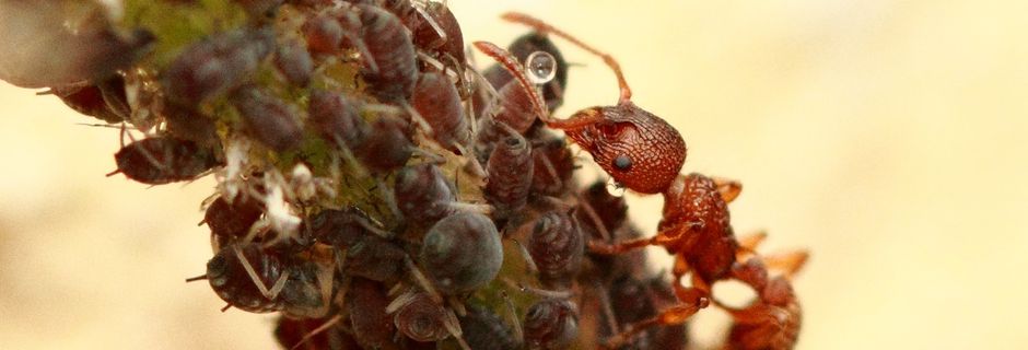 Les fourmis et l'agriculture