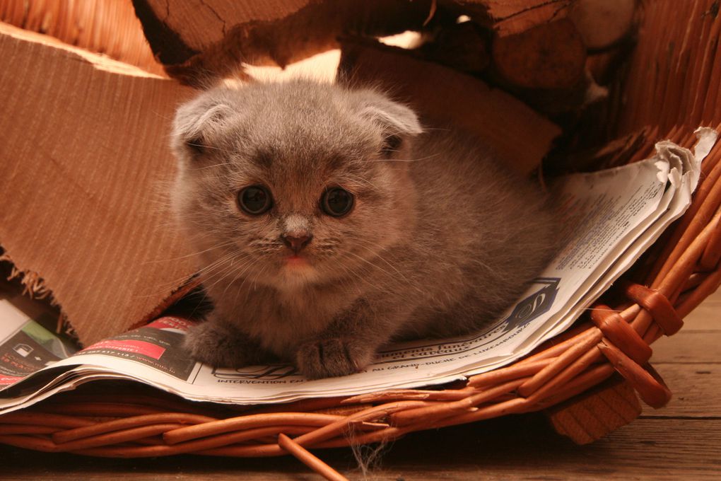 Photos de nos chatons de 2012.
Première portée : Falbala (Brtitish Shorthair)+ Dwayne (Highland Fold)