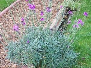 Erysimum bowles mauve