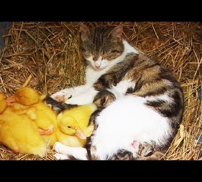 Une histoire de chatte et de canetons...
