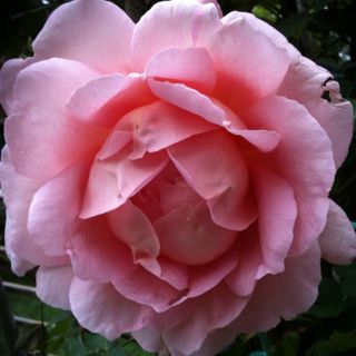 Au jardin... Les fleurs