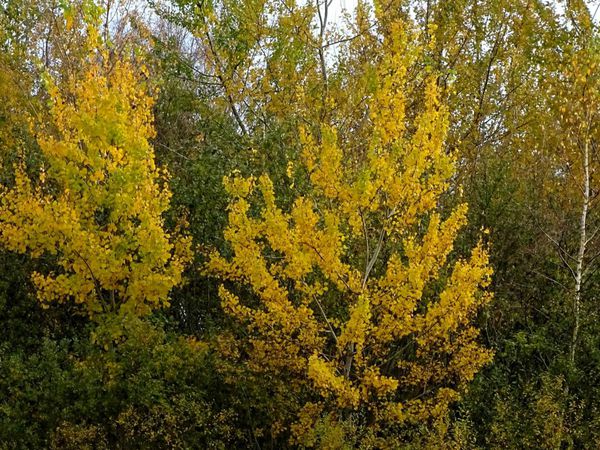 Balade en forêt cet automne...