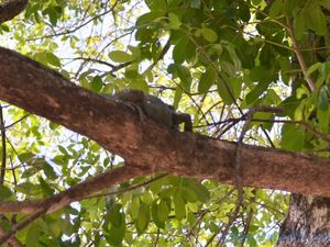 Pantanal Wilderness (Brésil en  camping-car)