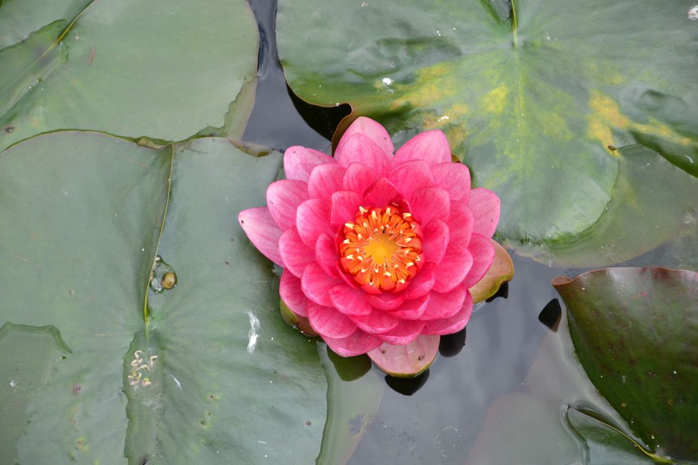 Sortie au jardin des nénuphars GS Rencontre avec...