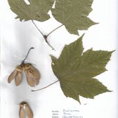 Herbier Acer diabolicum Erable cornu - SABRIN'ARBRES