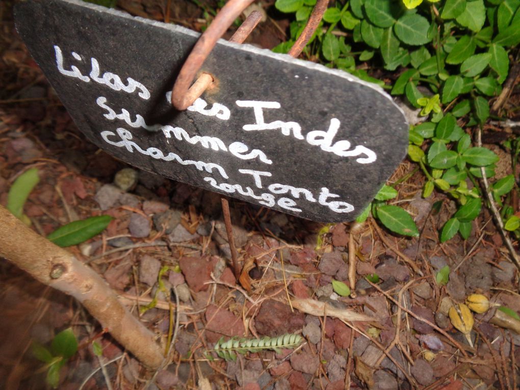 Mon jardin Le Clos fleuri en octobre à Chabeuil dans la Drôme  2023 ...