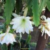 Epiphyllum Ivory Brocade