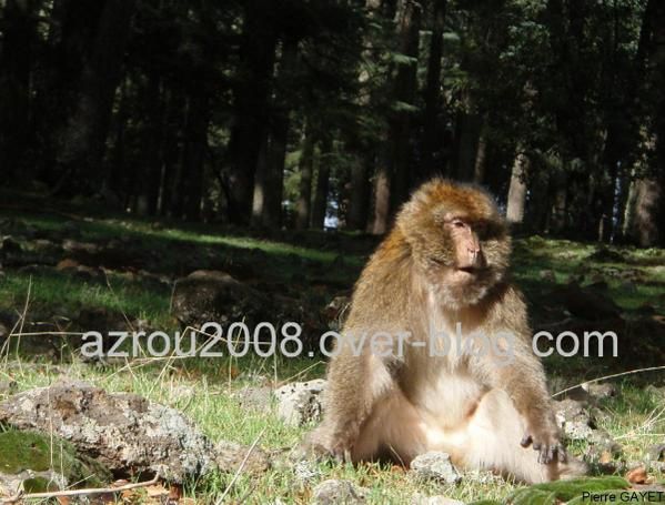 macaques de Barbarie (Macaca sylvanus) ou singe magot, dans une forêt de cèdres du moyen-Atlas marocain