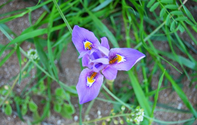 Connaissez-vous ces fleurs du Maroc ?