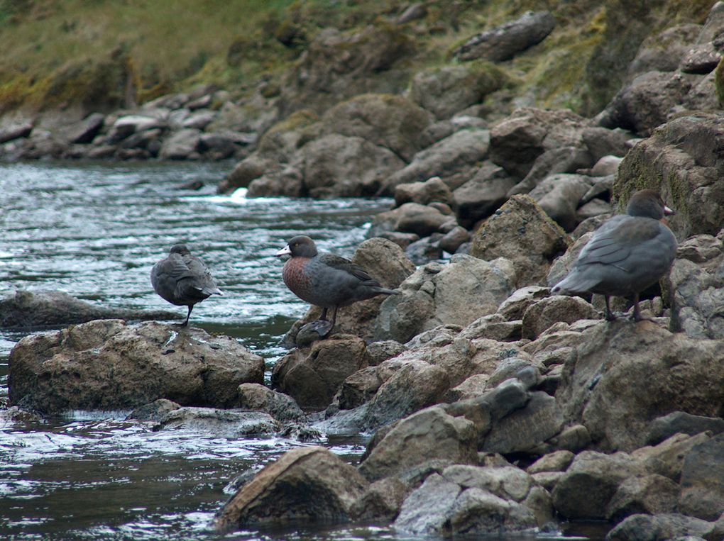 Album - 22-Tongariro-et-Whanganui-river