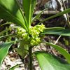 Daphne laureola