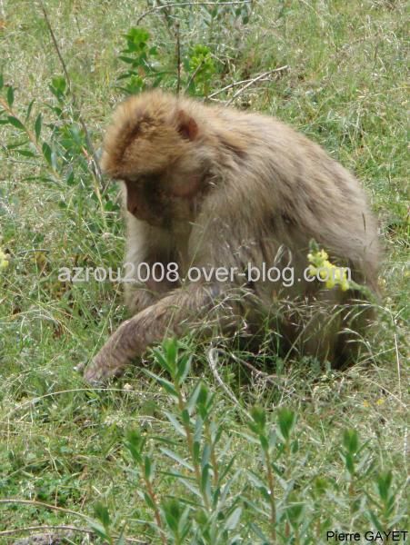 macaques de Barbarie (Macaca sylvanus) ou singe magot, dans une forêt de cèdres du moyen-Atlas marocain