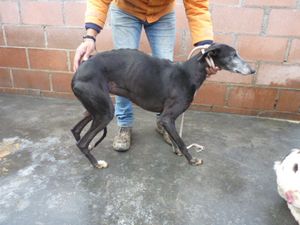 Amidala petite galga de 3ans qui a besoin de vous!