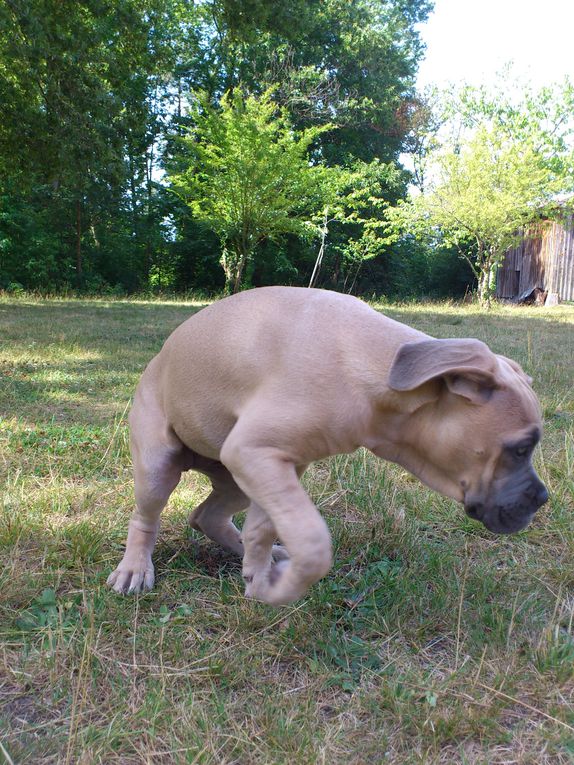 Des photos commentées ^^
Chiens issus de l'élevage Des Sentinelles De Tizzano
Gaïus 9 mois 
Hanaée 3 mois et 10 jours