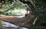 Découvrez la Guinguette lors de la SNC 2024 : Un sanctuaire de verdure et d'eaux tranquilles pour une relaxation enchanteresse