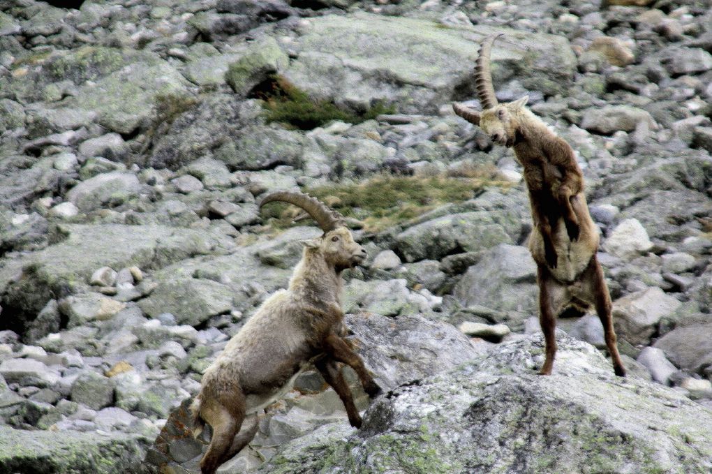 Faune de Tarentaise - Vanoise