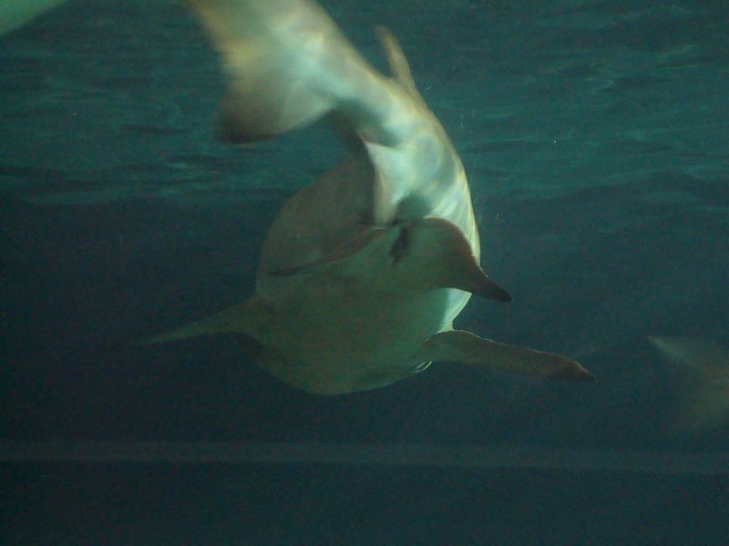 Album - L'aquarium de Sydney