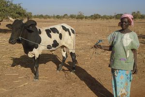 20 femmes réalisent déjà une activité d’embouche bovine !