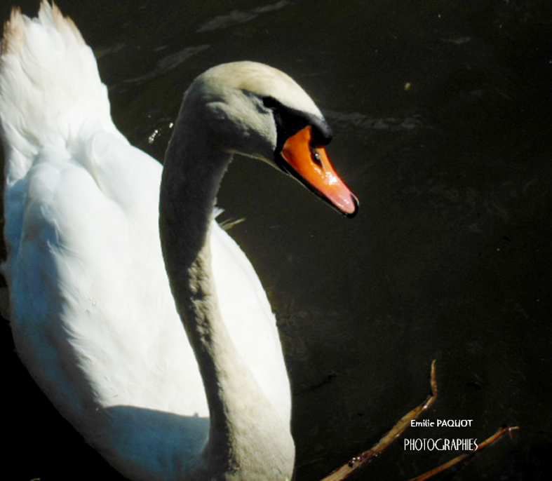 Photographies animalières...........