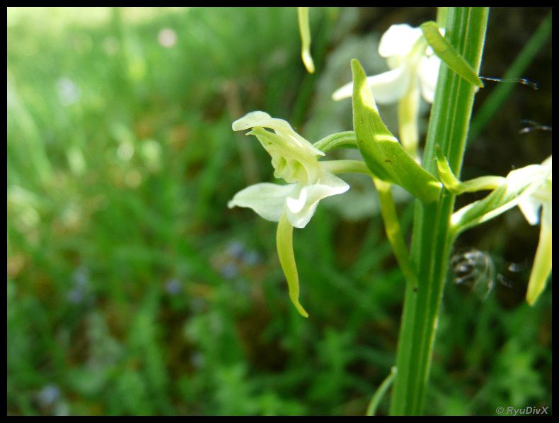 Platanthera-chlorantha