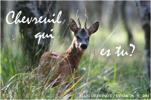 Chevreuil Qui Es Tu Le Blog De Dehondt Christophe Et De Desmets Corinne