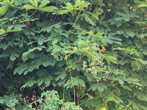 La bignone chilienne aux centaines de fleurs acidulées