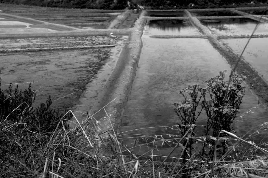 Album - Les Marais-salants de Guerande en noir et blanc