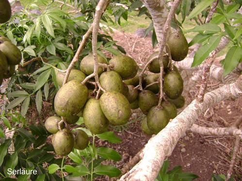 Tout un florilège de fleurs et de fruits de polynesie
Au fil des articles découvrez ou redécouvrez les merveilles que nous offre la nature
