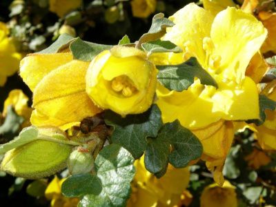 Fleurs sauvages du jardin