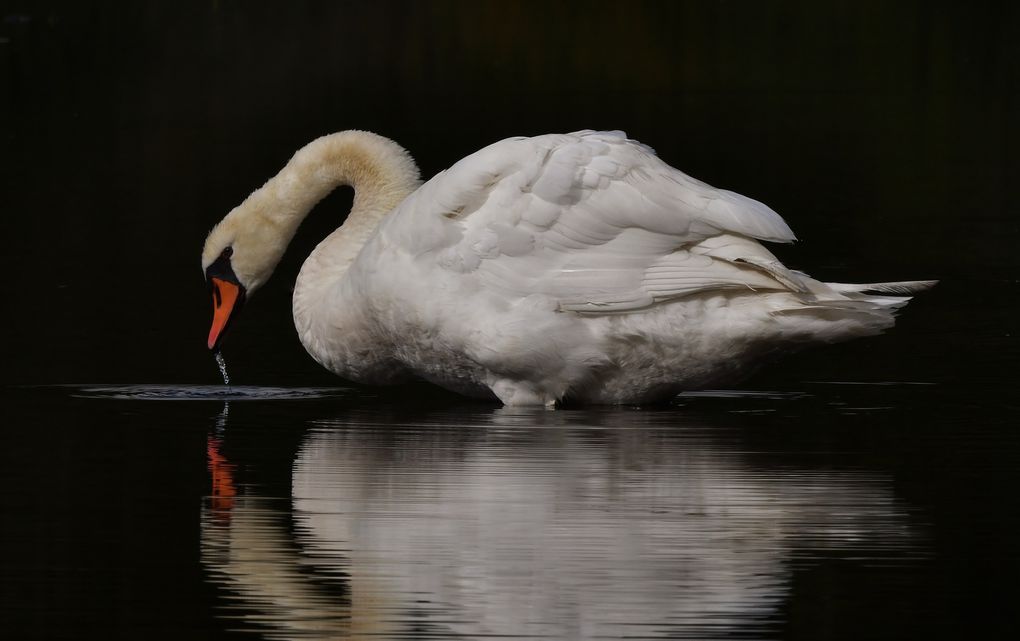 Toilette du cygne tuberculé.