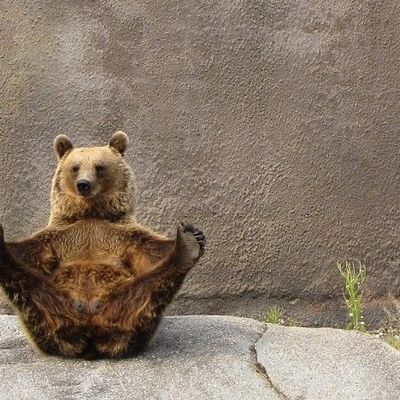 Ours Tranquille (OT)