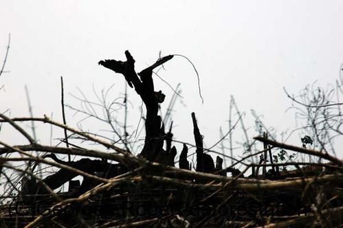 Une série d'image du véritable massacre écologique qui est en cours à Bornéo. Exploitation des bois précieux, du charbon de bois, plantation de palmiers à huile... Un sacré cocktail...!
