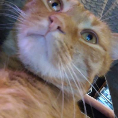 Loki le regard plein d'amour 