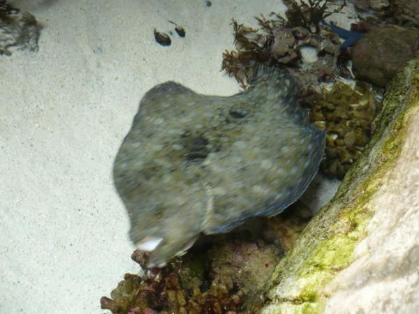 Album - Aquarium-de-Noumea