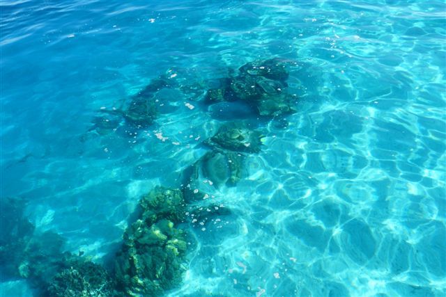 Un dimanche ensoleillé passé en compagnie de Fabien, Sophie, Linda, Stéphane et Salma ... à la rencontre des baleines.