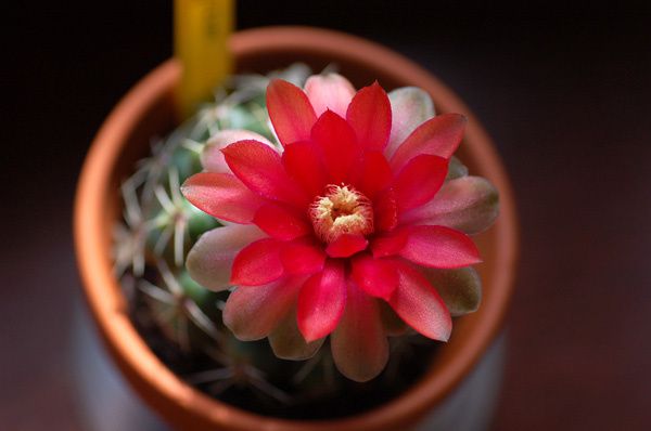 gymnocalycium baldianum