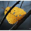 Visage de feuille