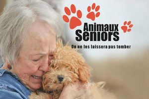 Animaux Seniors/ Animaux de ferme (séniors!), Bébelle chatte de 16 ans, belle histoire de Léon & Colombine, Plume - Poupette - Finette à parrrainer... Tout, vous saurez tout sur cette association située en Ile de France (95), leurs petits protégés et la diversité de l'aide que vous pouvez apporter !