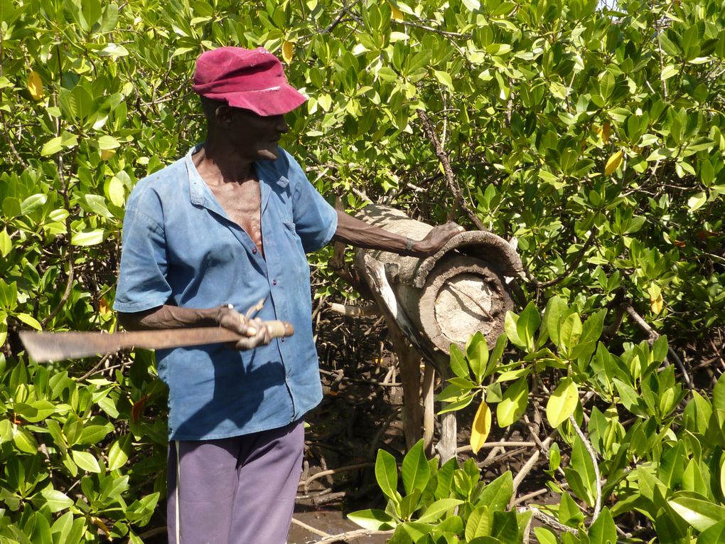 Les ruches traditionnelles dans la mangrove.