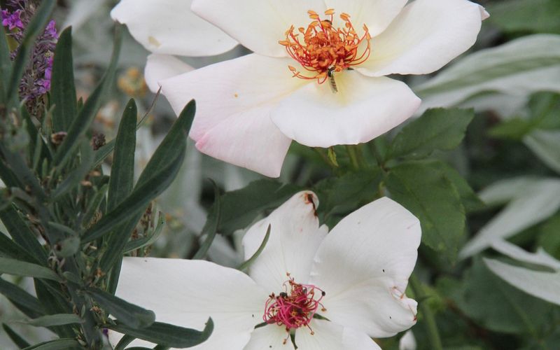 Le rosier 'White Wings'
