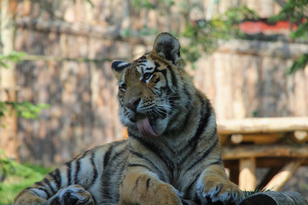 Pas de HDR, juste des perroquets, tigres, lions, flamants roses, giraffes, rinhoceros, elephants, hippopotames, ours bruns, autruches, singes, et une longue serie sur les rapaces !