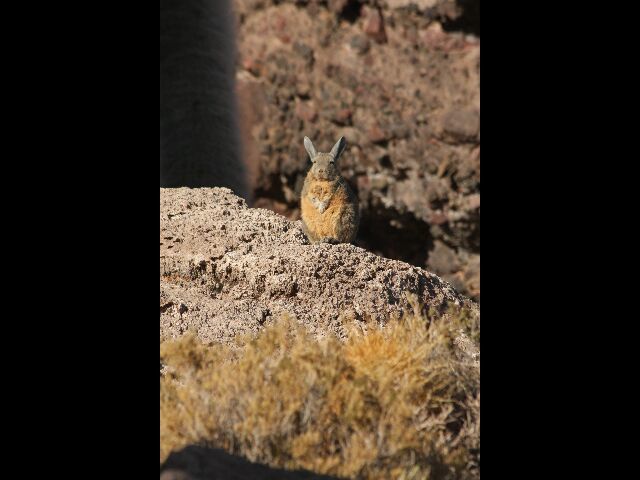 Album - TRIP-4-4-TUPIZA-UYUNI-2