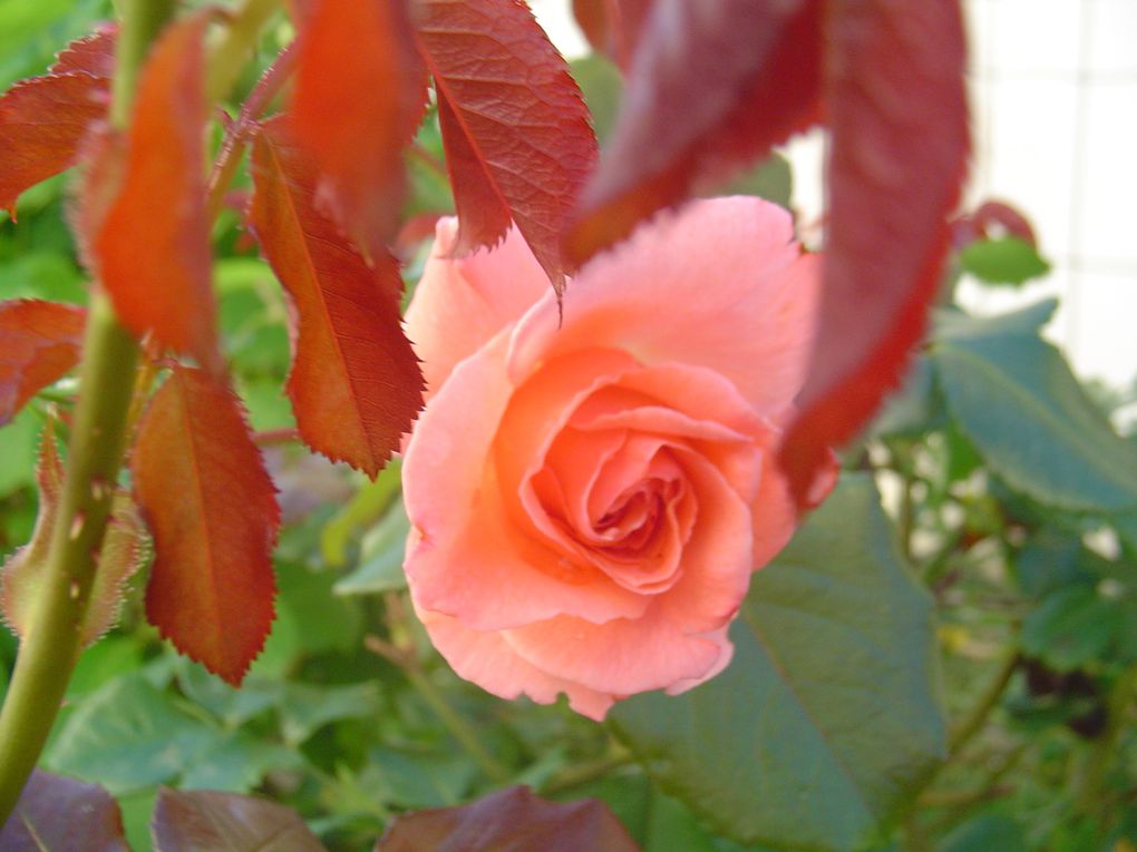 Album - Jardins-en-fleurs