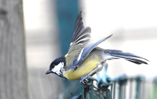 Mésange charbonnière